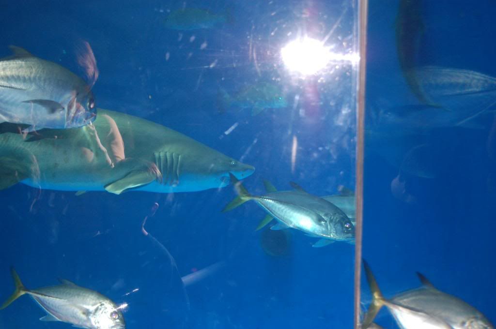 Corpus Christi The Aquarium Newlyweds